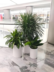 专业余姚花卉租摆，尽显独特花卉风情